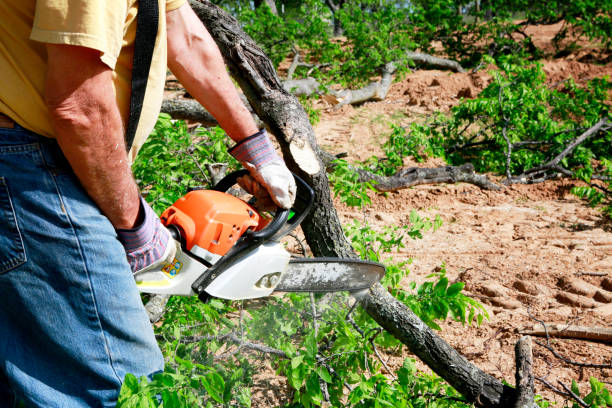 How Our Tree Care Process Works  in  Atlantic Highlands, NJ